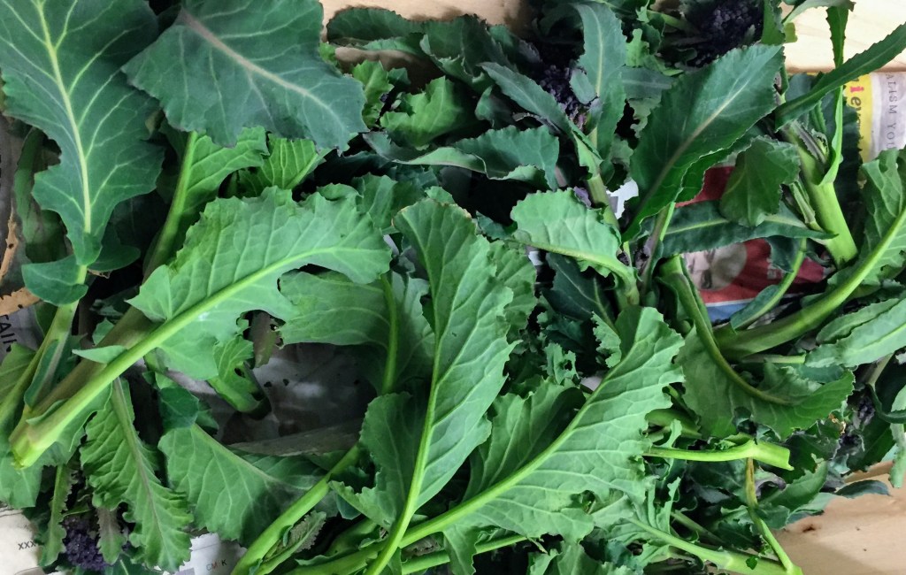 Purple sprouting broccoli, picked fresh from the vegetable patch. There are plenty of dark leaves but you can see a few purple heads peeking through. 